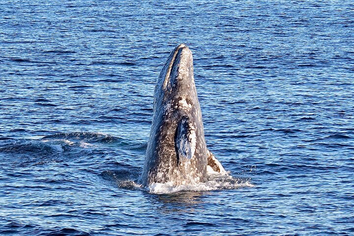 Excursion d'observation des baleines à Long Beach, Californie, repérant des baleines et des dauphins depuis un bateau, photo 9 | wizardtrip