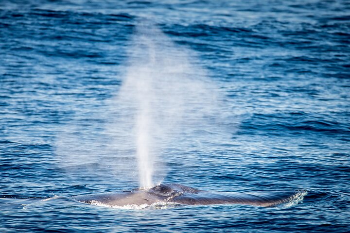 Excursion d'observation des baleines à Long Beach, Californie, repérant des baleines et des dauphins depuis un bateau, photo 10 | wizardtrip
