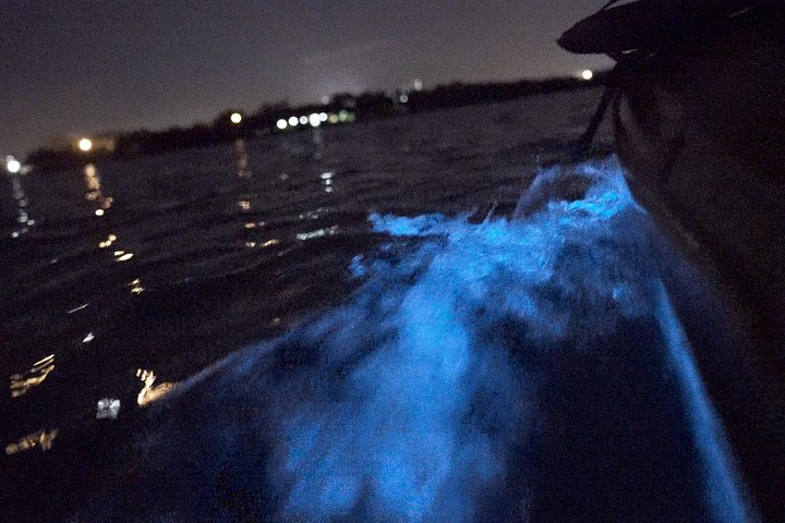 Tour notturno in kayak che mostra la bioluminescenza nelle lagune di Cocoa Beach, foto 8 | wizardtrip
