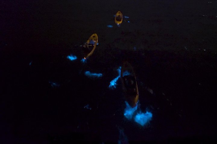 Tour notturno in kayak che mostra la bioluminescenza nelle lagune di Cocoa Beach, foto 9 | wizardtrip