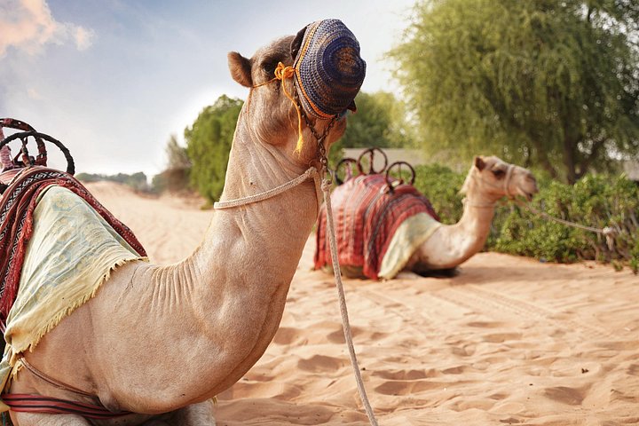 Opplev en spennende Dubai Desert Safari med dune bashing, kamelturer og sandboarding, foto 7 | wizardtrip