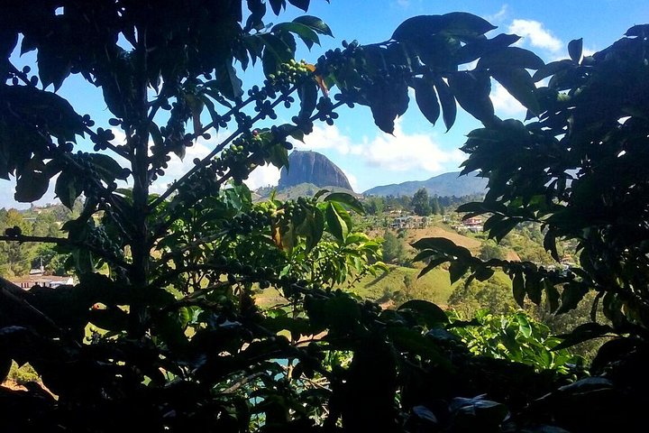 Excursion privée à Guatapé & Ferme de café : Les deux incontournables en une journée | wizardtrip