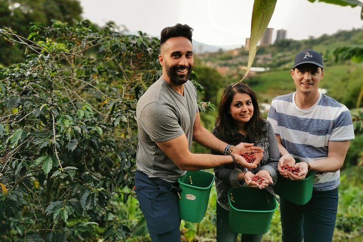 Découvrez une visite privée d'une ferme de café près de Medellín, Colombie, de la plantation à la torréfaction, photo 6 | wizardtrip