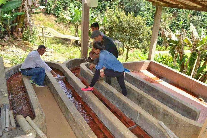 Découvrez une visite privée d'une ferme de café près de Medellín, Colombie, de la plantation à la torréfaction, photo 8 | wizardtrip