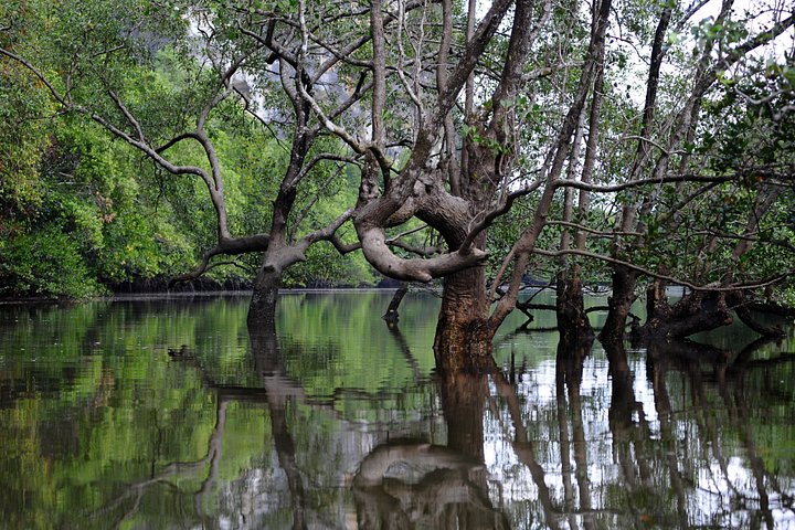 Paddling genom Krabis fantastiska mangroveskogar, kanjoner och laguner med kalkstensklippor, foto 6 | wizardtrip