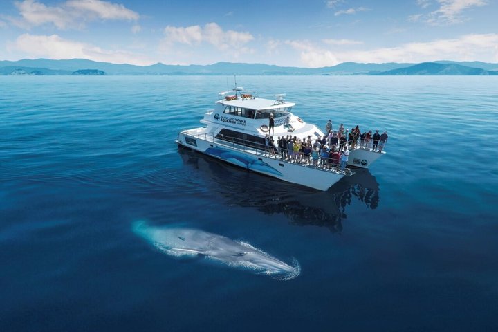 Croisière Éco-Safari Dauphins et Baleines à Auckland | wizardtrip
