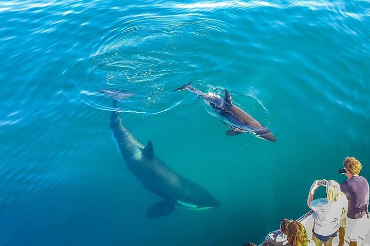 Hval- og delfinsafari-cruise i Aucklands Hauraki Gulf, foto 7 | wizardtrip