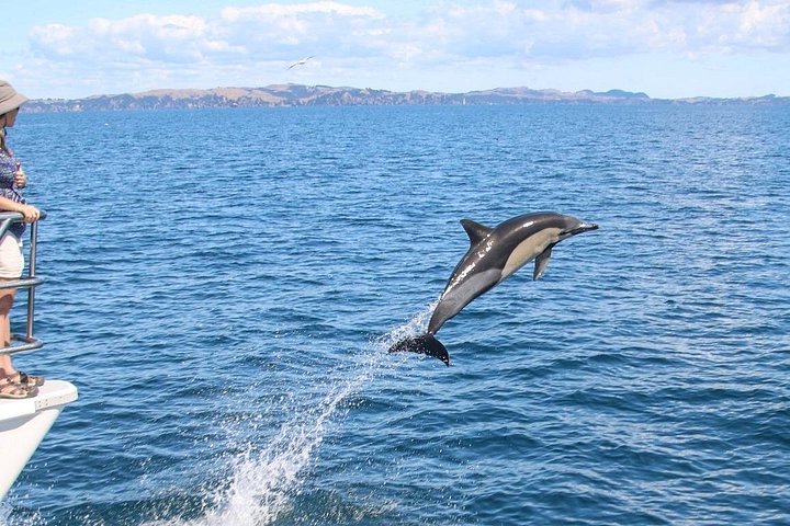 Hval- og delfinsafari-cruise i Aucklands Hauraki Gulf, foto 8 | wizardtrip