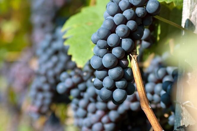 Wine tasting and traditional Hungarian meal in the Etyek wine region near Budapest, photo 15 | wizardtrip