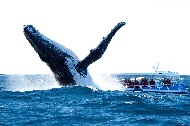 Hvalsafari i Byron Bay, Australia, med knølhval og marint liv, foto 6 | wizardtrip