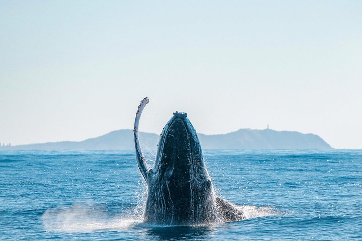 Hvalsafari i Byron Bay, Australia, med knølhval og marint liv, foto 7 | wizardtrip