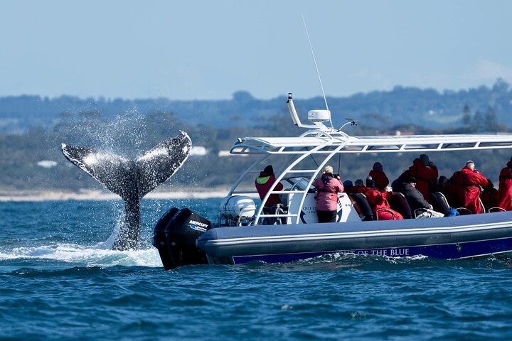 Hvalsafari i Byron Bay, Australia, med knølhval og marint liv, foto 8 | wizardtrip
