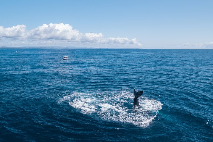 Hvalsafari i Byron Bay, Australia, med knølhval og marint liv, foto 9 | wizardtrip