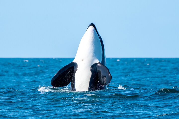 Hvalsafari i Byron Bay, Australia, med knølhval og marint liv, foto 11 | wizardtrip