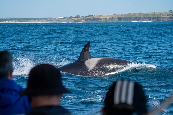 Hvalsafari i Byron Bay, Australia, med knølhval og marint liv, foto 13 | wizardtrip