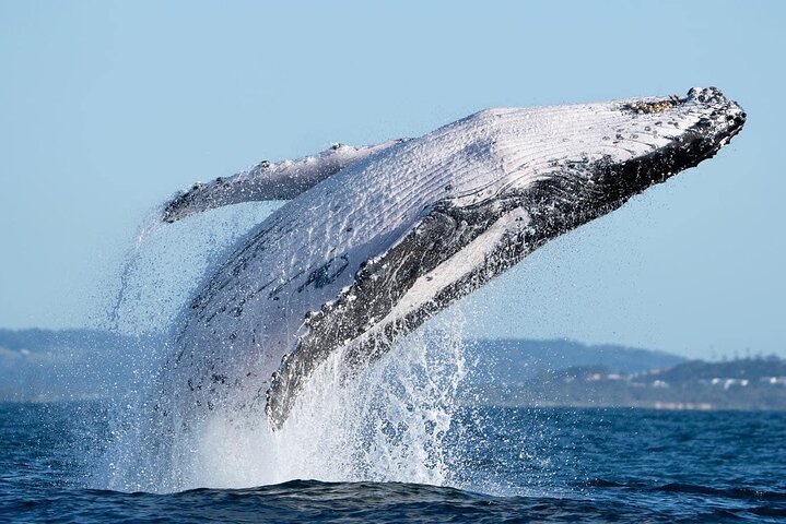 Hvalsafari i Byron Bay, Australia, med knølhval og marint liv, foto 14 | wizardtrip