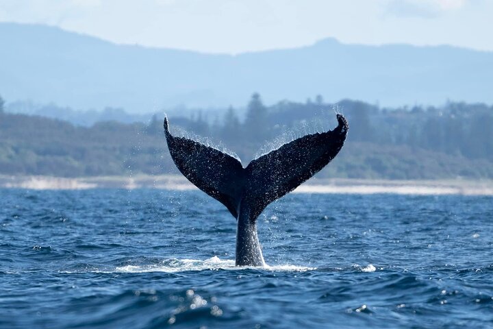 Hvalsafari i Byron Bay, Australia, med knølhval og marint liv, foto 15 | wizardtrip