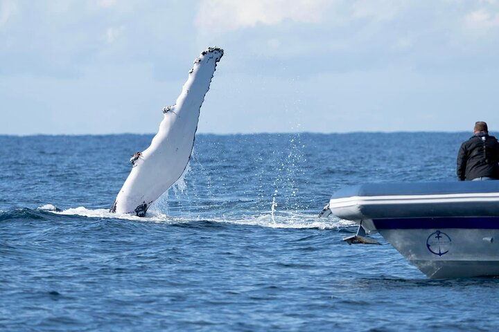 Hvalsafari i Byron Bay, Australia, med knølhval og marint liv, foto 16 | wizardtrip