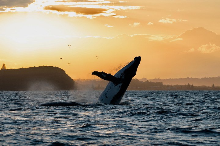 Hvalsafari i Byron Bay, Australia, med knølhval og marint liv, foto 17 | wizardtrip