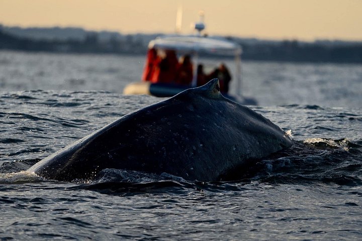 Hvalsafari i Byron Bay, Australia, med knølhval og marint liv, foto 18 | wizardtrip