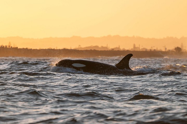 Hvalsafari i Byron Bay, Australia, med knølhval og marint liv, foto 19 | wizardtrip