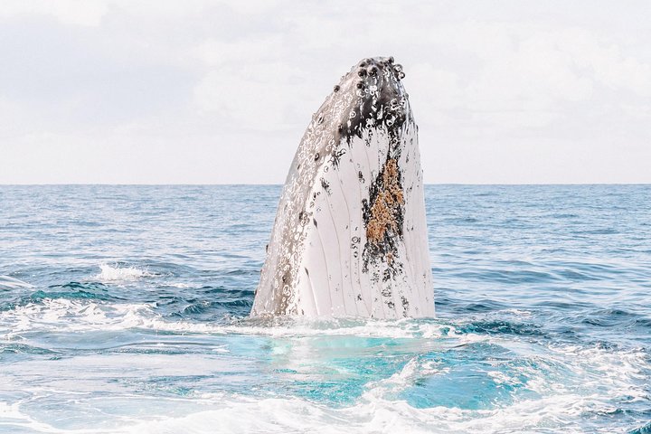 Hvalsafari i Byron Bay, Australia, med knølhval og marint liv, foto 21 | wizardtrip