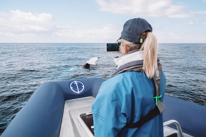 Hvalsafari i Byron Bay, Australia, med knølhval og marint liv, foto 22 | wizardtrip