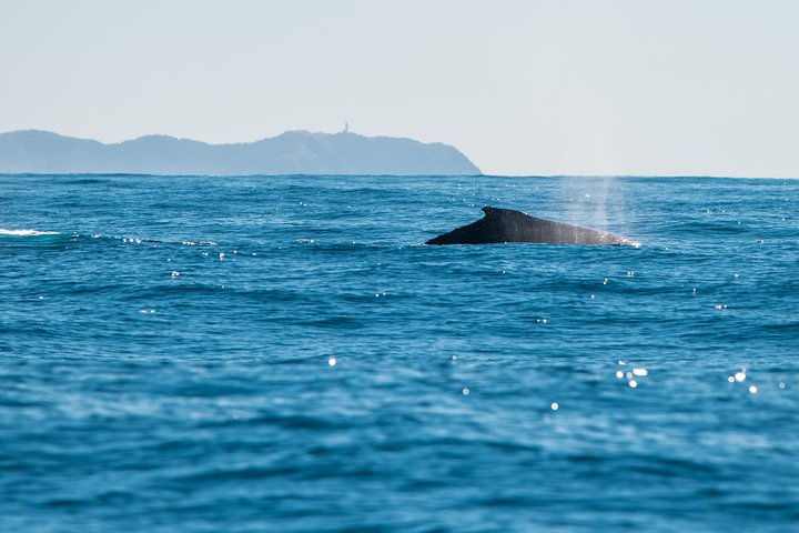 Hvalsafari i Byron Bay, Australia, med knølhval og marint liv, foto 23 | wizardtrip