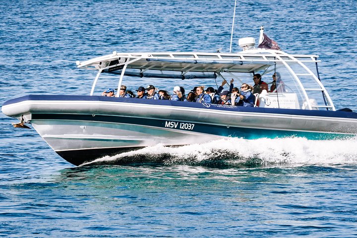 Hvalsafari i Byron Bay, Australia, med knølhval og marint liv, foto 24 | wizardtrip