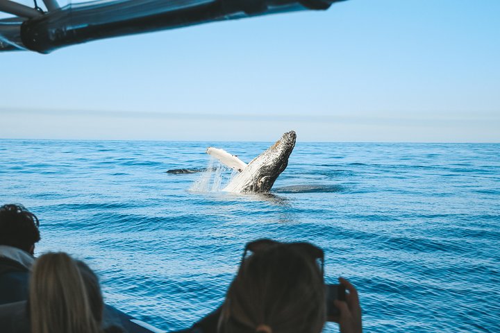 Hvalsafari i Byron Bay, Australia, med knølhval og marint liv, foto 25 | wizardtrip