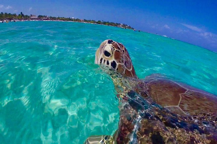 Snorkel St. John Tour from Sapphire and Margaritaville | wizardtrip