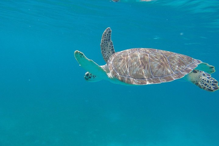 Snorkeltur med powerboat i St. John, US Virgin Islands, med morgenmad, frokost og åben bar, foto 9 | wizardtrip