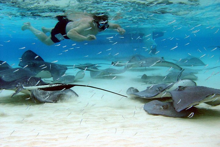 Starfish Point, Stingray City & Coral Garden (Aventure 3 arrêts) | wizardtrip