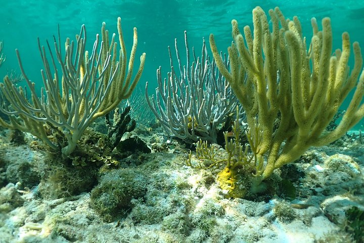 Experimente Stingray City, Starfish Point e Coral Gardens nesta aventura em Grand Cayman, foto 7 | wizardtrip