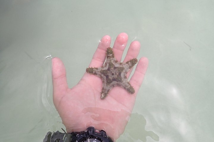 Experimente Stingray City, Starfish Point e Coral Gardens nesta aventura em Grand Cayman, foto 8 | wizardtrip