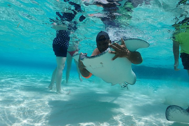 Experimente Stingray City, Starfish Point e Coral Gardens nesta aventura em Grand Cayman, foto 15 | wizardtrip