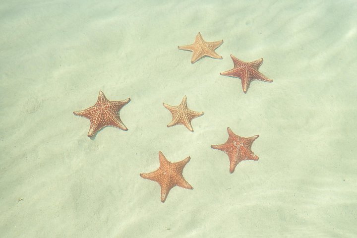 Experimente Stingray City, Starfish Point e Coral Gardens nesta aventura em Grand Cayman, foto 23 | wizardtrip