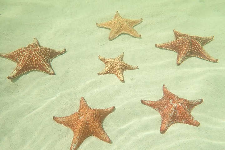 Experimente Stingray City, Starfish Point e Coral Gardens nesta aventura em Grand Cayman, foto 24 | wizardtrip