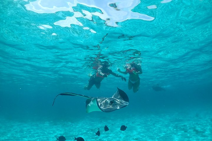 Experimente Stingray City, Starfish Point e Coral Gardens nesta aventura em Grand Cayman, foto 25 | wizardtrip