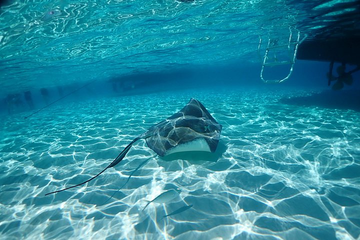 Experimente Stingray City, Starfish Point e Coral Gardens nesta aventura em Grand Cayman, foto 26 | wizardtrip