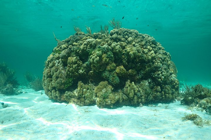 Experimente Stingray City, Starfish Point e Coral Gardens nesta aventura em Grand Cayman, foto 27 | wizardtrip