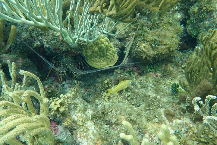 Experimente Stingray City, Starfish Point e Coral Gardens nesta aventura em Grand Cayman, foto 28 | wizardtrip