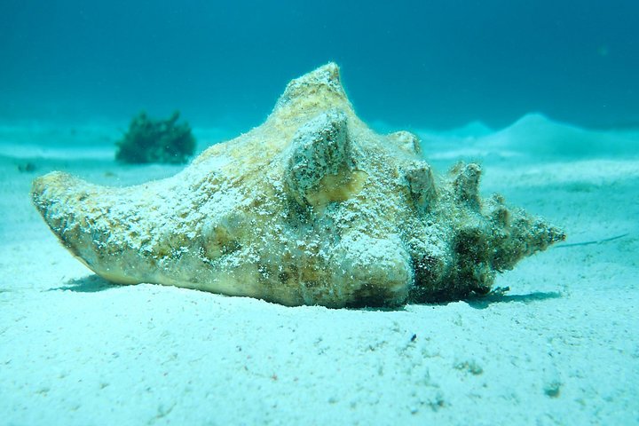 Experimente Stingray City, Starfish Point e Coral Gardens nesta aventura em Grand Cayman, foto 29 | wizardtrip