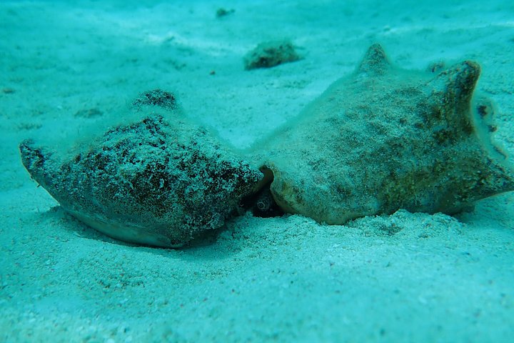 Experimente Stingray City, Starfish Point e Coral Gardens nesta aventura em Grand Cayman, foto 30 | wizardtrip
