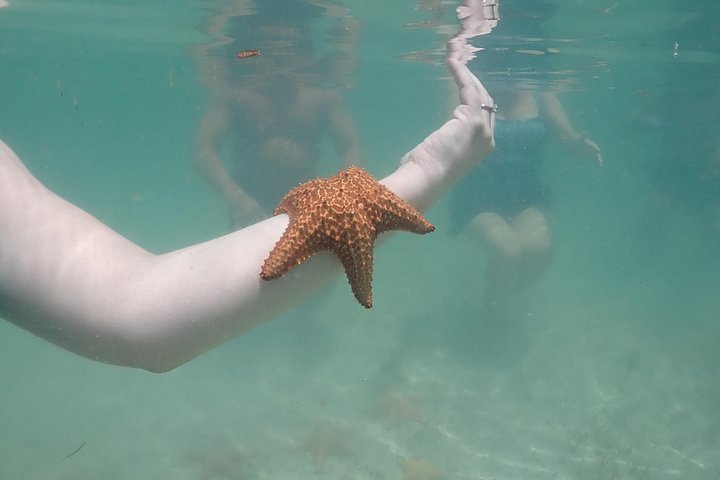 Experimente Stingray City, Starfish Point e Coral Gardens nesta aventura em Grand Cayman, foto 31 | wizardtrip