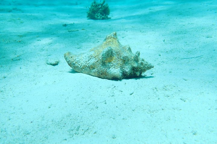 Experimente Stingray City, Starfish Point e Coral Gardens nesta aventura em Grand Cayman, foto 32 | wizardtrip