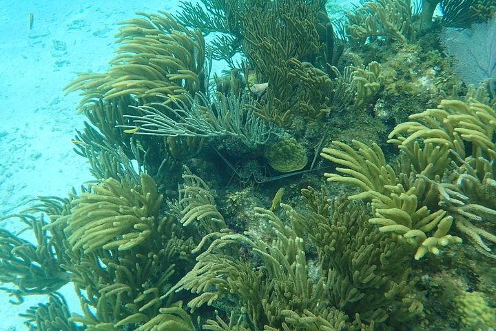 Experimente Stingray City, Starfish Point e Coral Gardens nesta aventura em Grand Cayman, foto 33 | wizardtrip