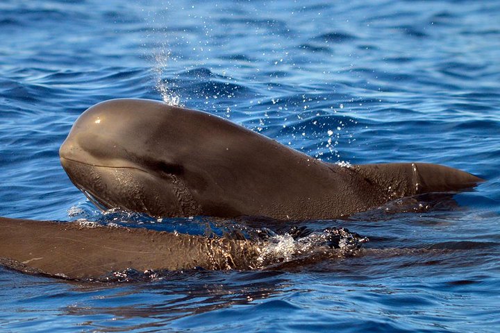 Whale Watching Eco-Adventure from Costa Adeje | wizardtrip
