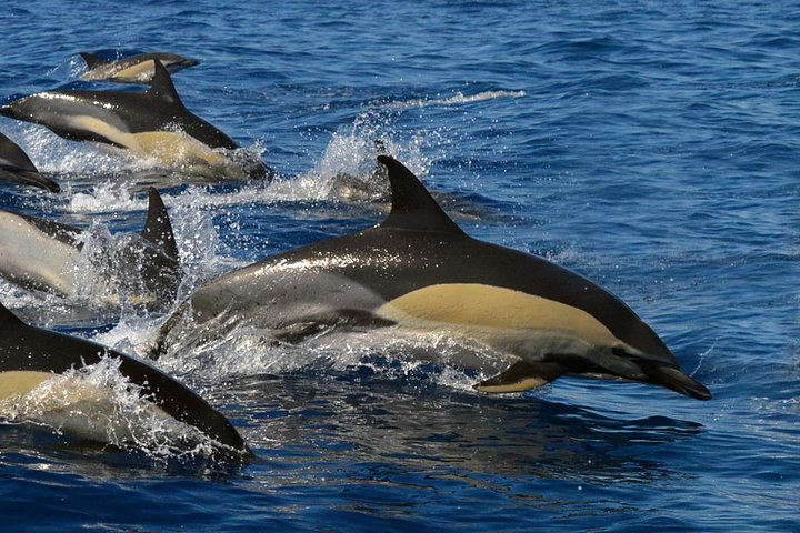 Miljøvenlig hvalsafari- og delfinsafari-bådtur fra Costa Adeje, Tenerife, foto 6 | wizardtrip