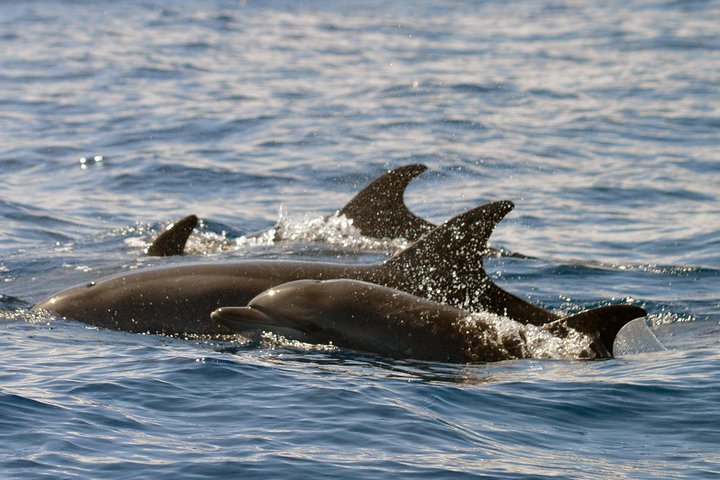 Miljøvenlig hvalsafari- og delfinsafari-bådtur fra Costa Adeje, Tenerife, foto 7 | wizardtrip